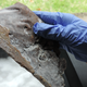 A frozen blade made from human poop.